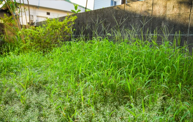 田舎暮らしに雑草対策は必須！草刈りの頻度や業者に頼む場合の費用相場【千葉県房総版】